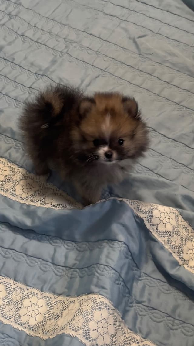 Pomeranian Puppies media 5