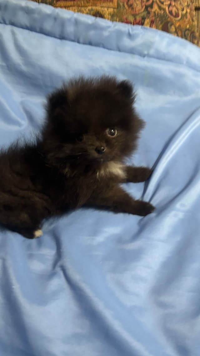 Pomeranian Puppies media 7