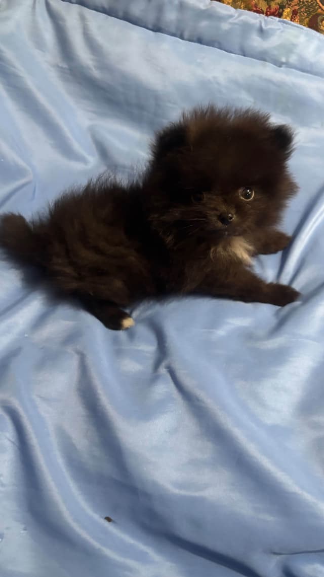 Pomeranian Puppies media 8