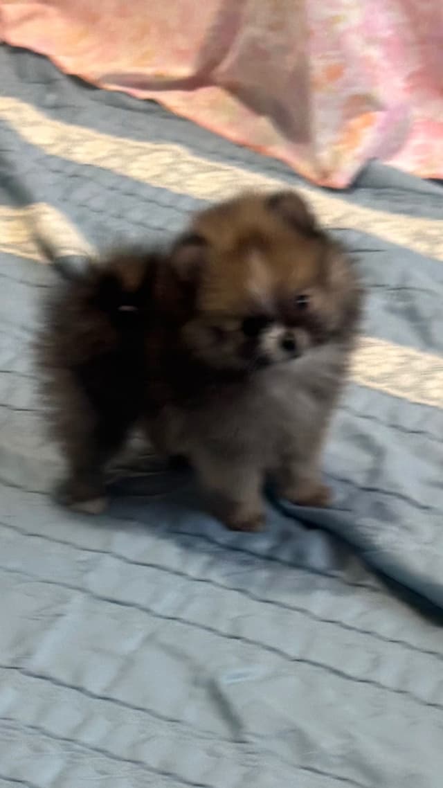 Pomeranian Puppies media 12