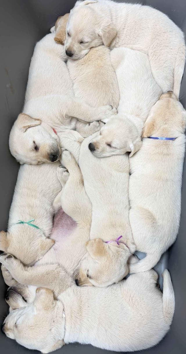 Labrador Retriever Puppies media 2