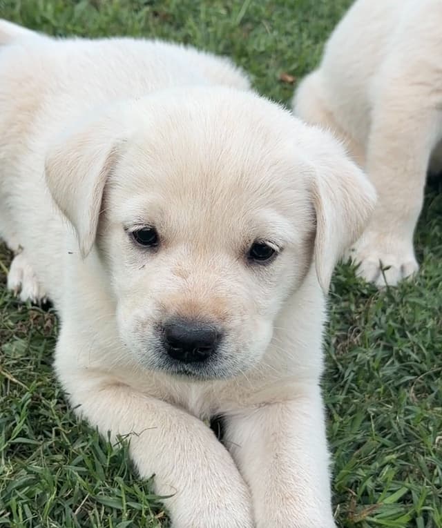 Labrador Retriever Puppies media 3