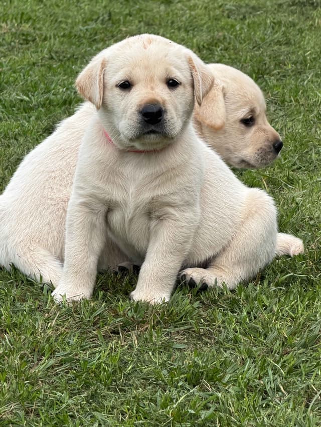 Labrador Retriever Puppies media 4