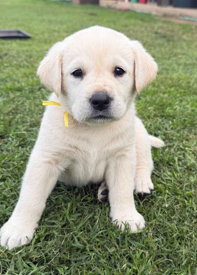 Labrador Retriever Puppies media 5
