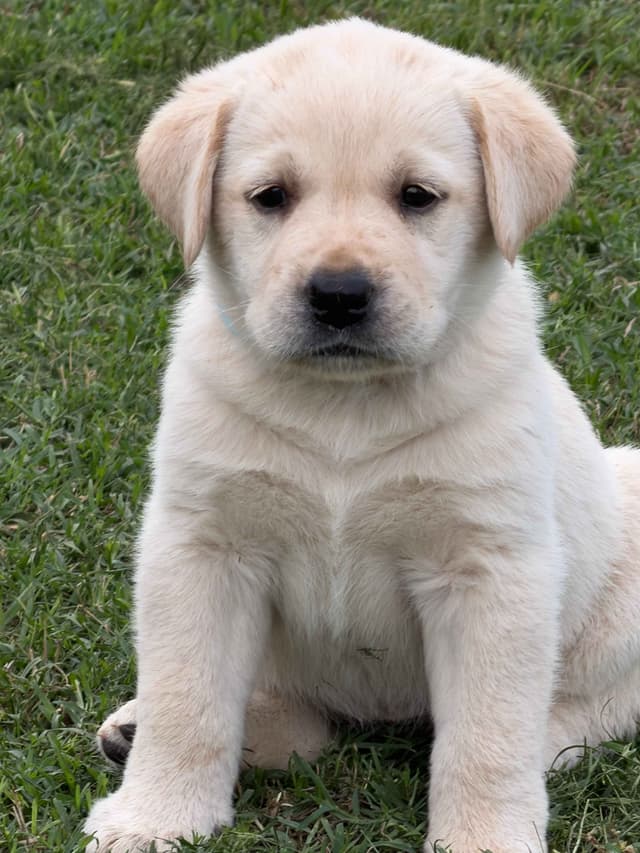 Labrador Retriever Puppies media 6