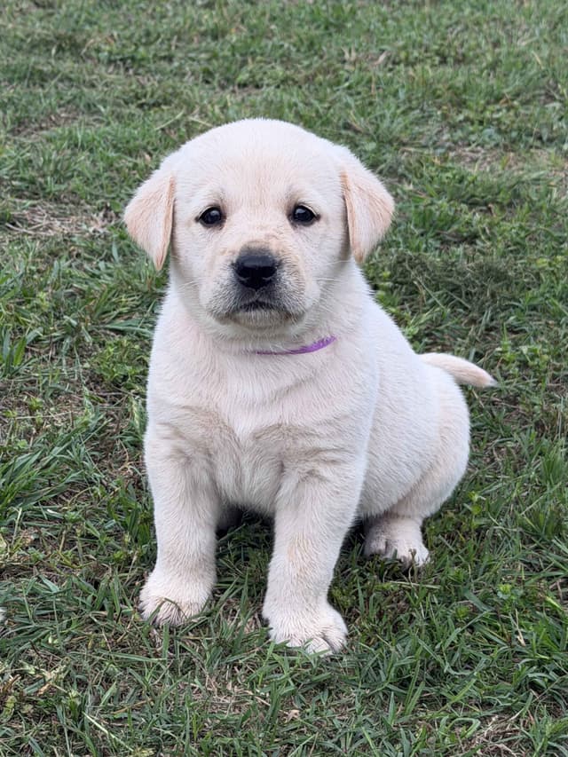 Labrador Retriever Puppies media 7