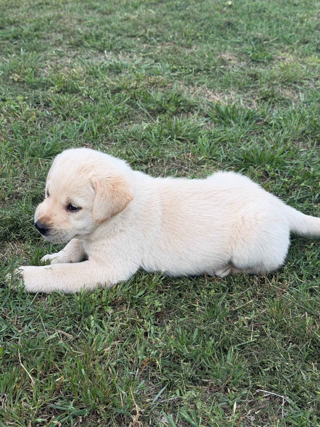 Labrador Retriever Puppies media 8