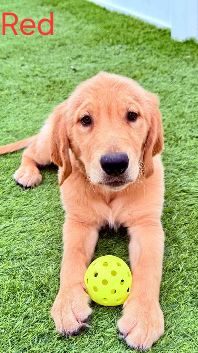 Golden Retriever Puppies media 4