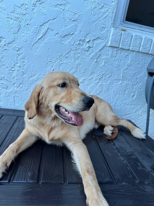 Golden Retriever Puppies media 5