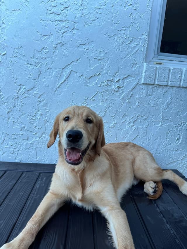 Golden Retriever Puppies media 6
