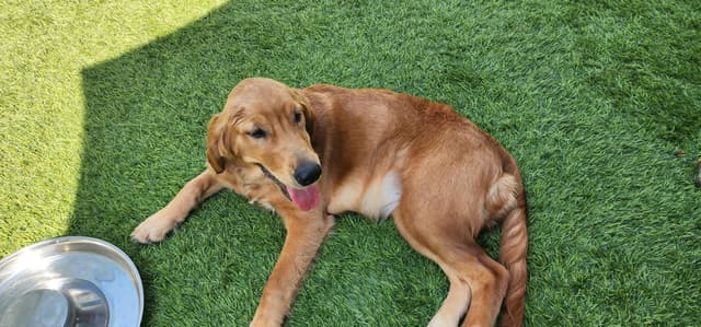 Golden Retriever Puppies media 7