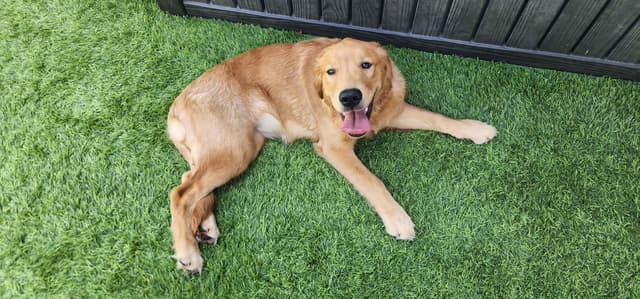 Golden Retriever Puppies media 8