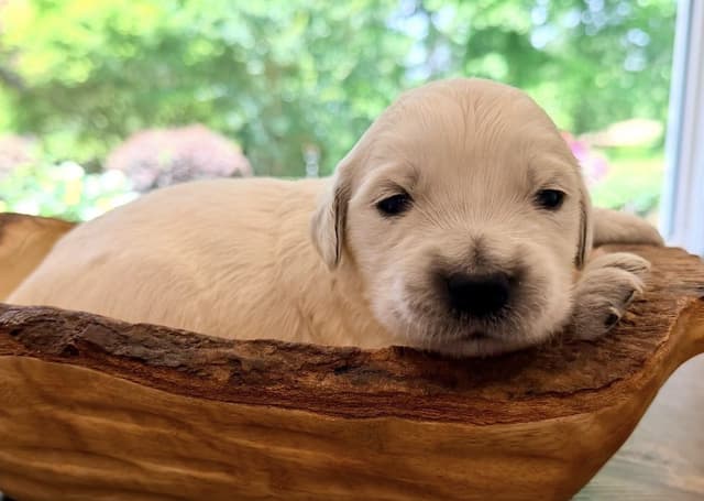 Golden Retriever Puppies media 6