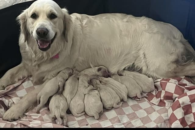 Golden Retriever Puppies media 4
