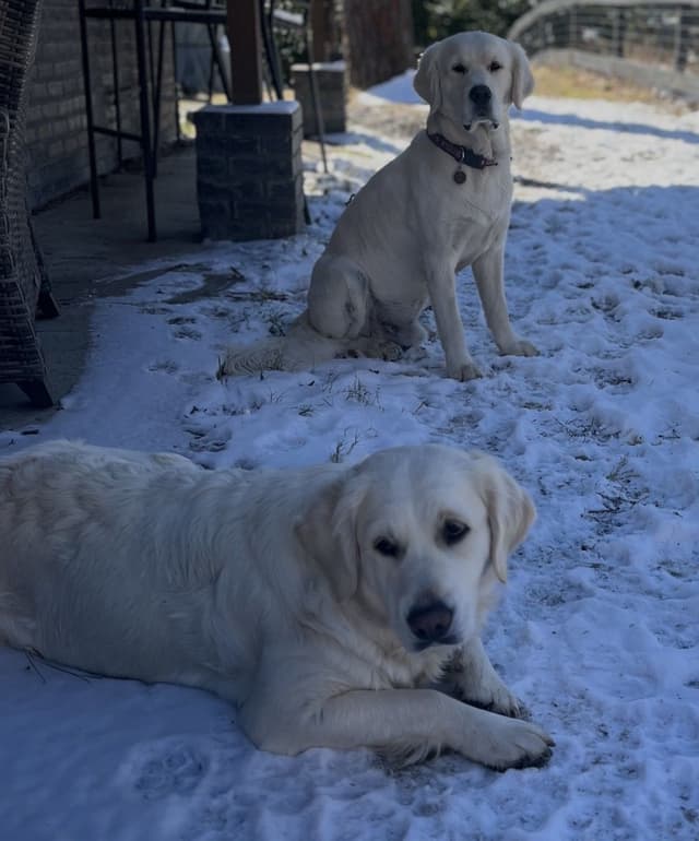 Golden Retriever Puppies media 5