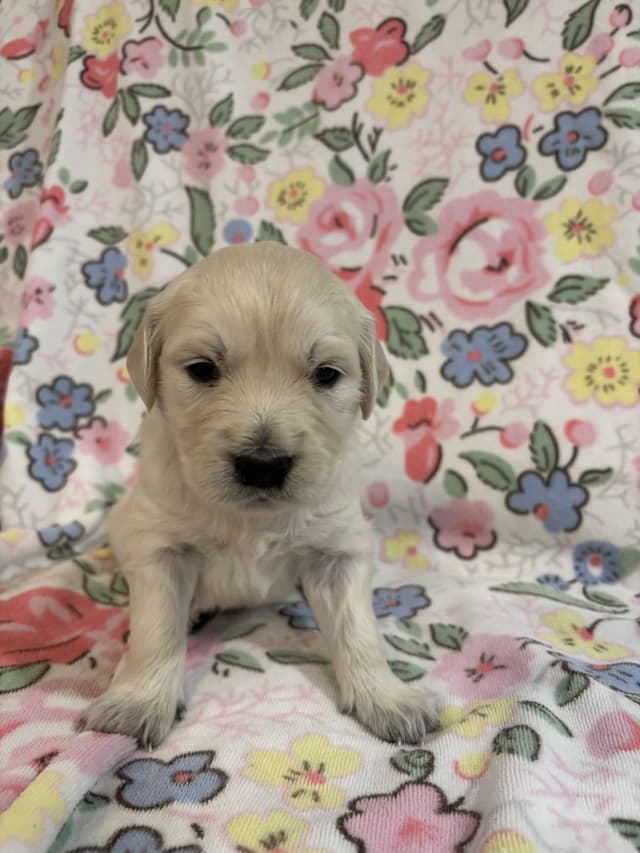 Golden Retriever Puppies media 3
