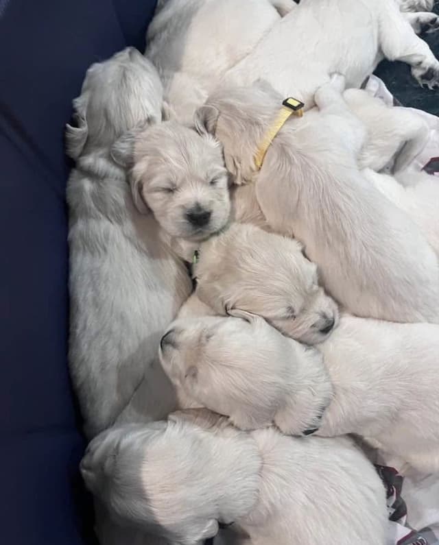 Golden Retriever Puppies media 2