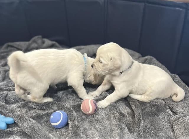 Golden Retriever Puppies media 7