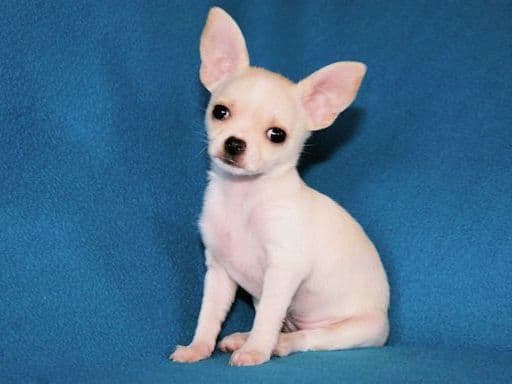 Connor-Gorgeous Black and White spotted smoothcoat male breeder image 4