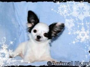 Connor-Gorgeous Black and White spotted smoothcoat male breeder image 7