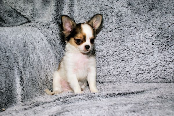 Connor-Gorgeous Black and White spotted smoothcoat male breeder image 9
