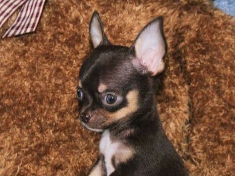 Connor-Gorgeous Black and White spotted smoothcoat male breeder image 8