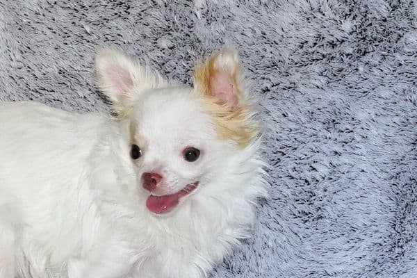 Mr. Mouse- Fawn & White spotted Longcoat Male Chihuahua media 20