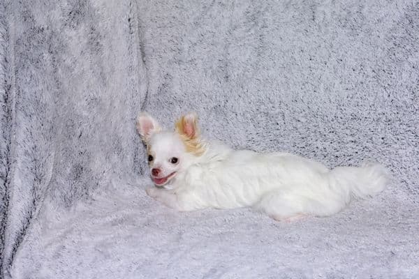 Mr. Mouse- Fawn & White spotted Longcoat Male Chihuahua media 23
