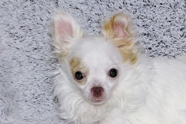 Mr. Mouse- Fawn & White spotted Longcoat Male Chihuahua media 18