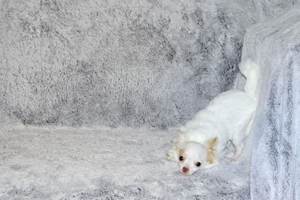 Mr. Mouse- Fawn & White spotted Longcoat Male Chihuahua media 22