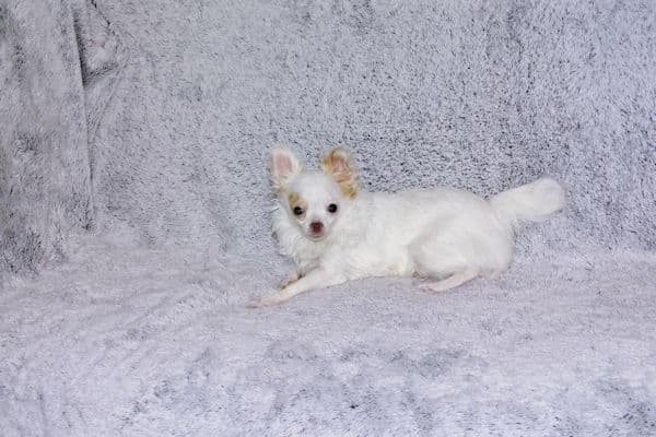 Mr. Mouse- Fawn & White spotted Longcoat Male Chihuahua media 26