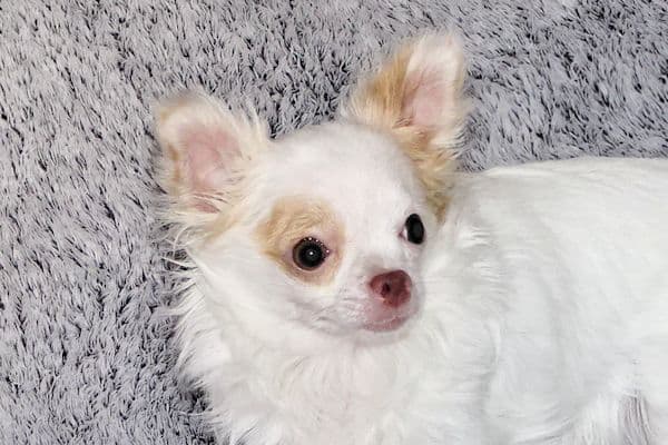 Mr. Mouse- Fawn & White spotted Longcoat Male Chihuahua media 25