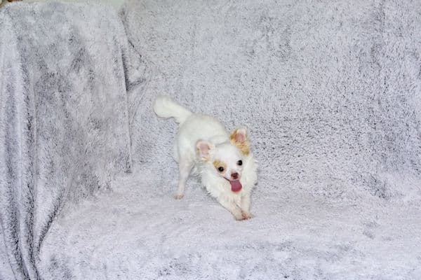 Mr. Mouse- Fawn & White spotted Longcoat Male Chihuahua media 19