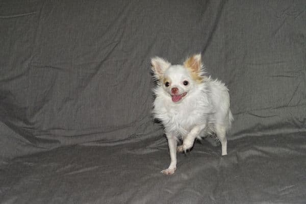 Mr. Mouse- Fawn & White spotted Longcoat Male Chihuahua media 14