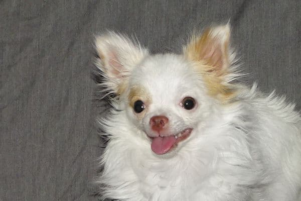 Mr. Mouse- Fawn & White spotted Longcoat Male Chihuahua media 13