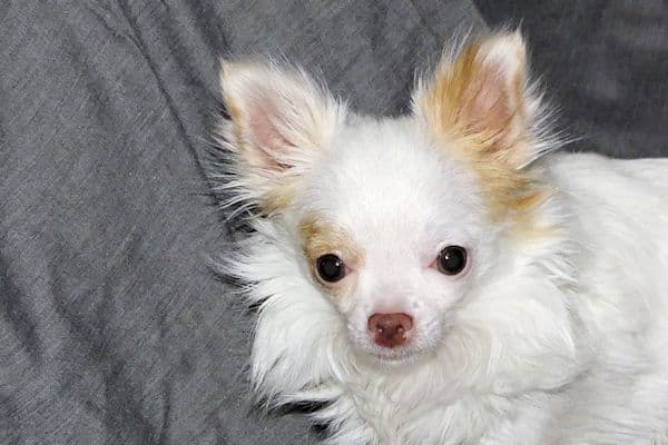 Mr. Mouse- Fawn & White spotted Longcoat Male Chihuahua media 15