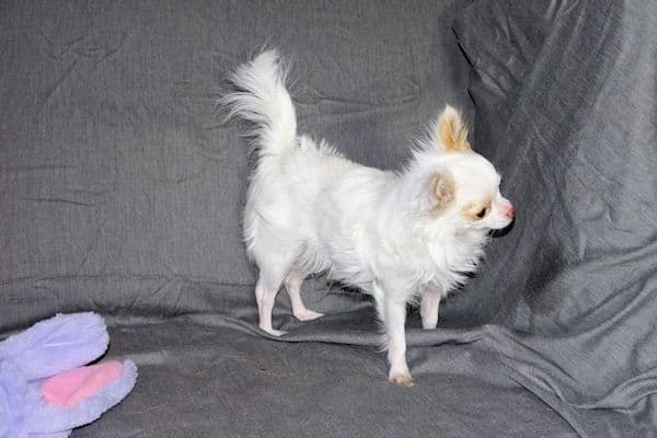 Mr. Mouse- Fawn & White spotted Longcoat Male Chihuahua media 16