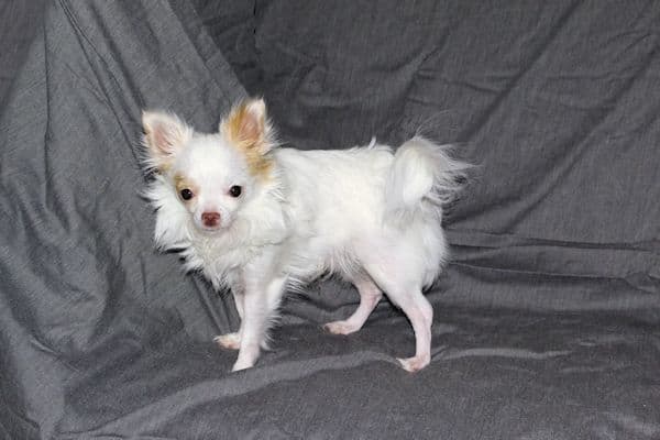 Mr. Mouse- Fawn & White spotted Longcoat Male Chihuahua media 11