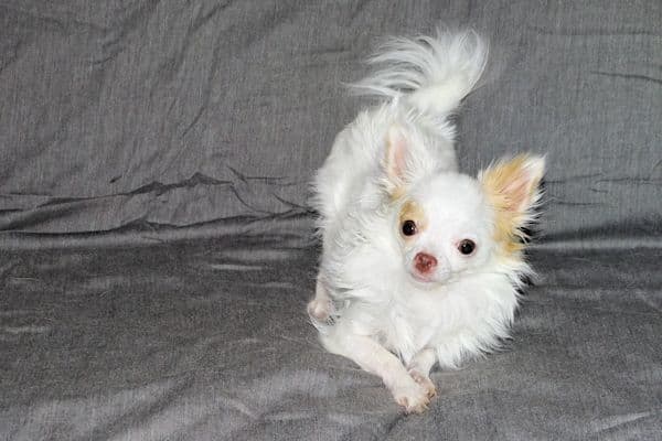 Mr. Mouse- Fawn & White spotted Longcoat Male Chihuahua media 12