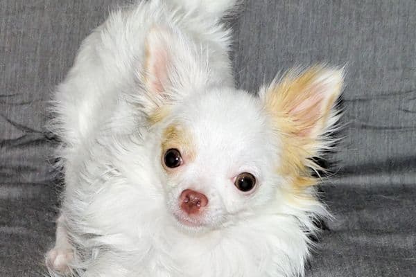 Mr. Mouse- Fawn & White spotted Longcoat Male Chihuahua media 10