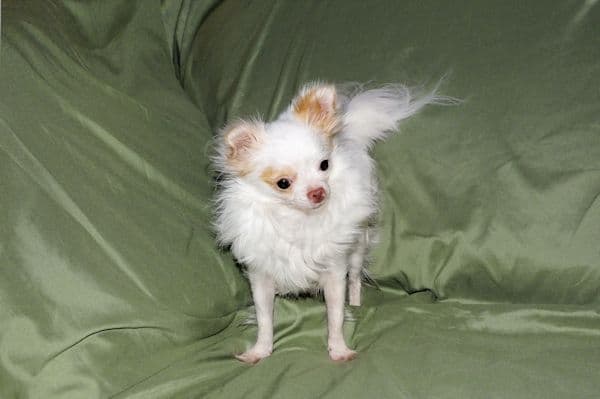 Mr. Mouse- Fawn & White spotted Longcoat Male Chihuahua media 3