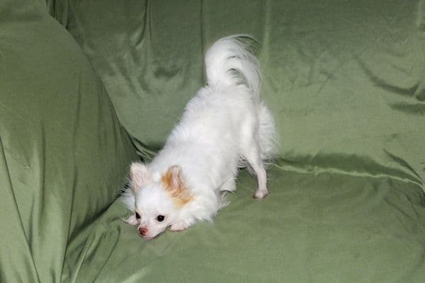 Mr. Mouse- Fawn & White spotted Longcoat Male Chihuahua media 4