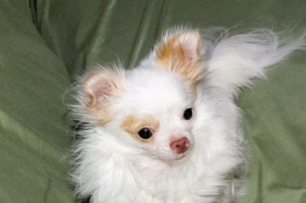 Mr. Mouse- Fawn & White spotted Longcoat Male Chihuahua media 8
