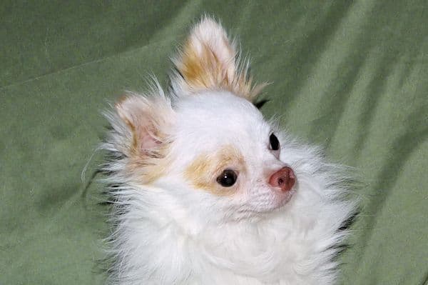 Mr. Mouse- Fawn & White spotted Longcoat Male Chihuahua media 2