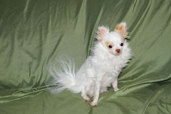 Mr. Mouse- Fawn & White spotted Longcoat Male Chihuahua media 5