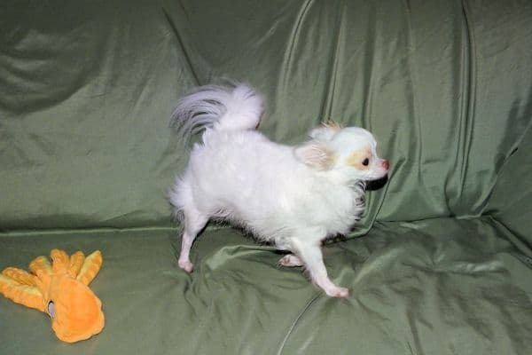 Mr. Mouse- Fawn & White spotted Longcoat Male Chihuahua media 7