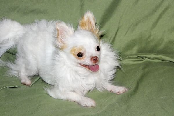 Mr. Mouse- Fawn & White spotted Longcoat Male Chihuahua media 6