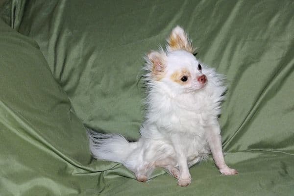 Mr. Mouse- Fawn & White spotted Longcoat Male Chihuahua media 9