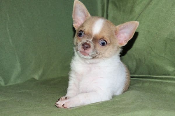 Devin-Fawn Spotted Male Chihuahua Puppy media 29