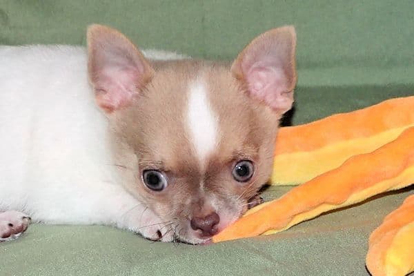 Devin-Fawn Spotted Male Chihuahua Puppy media 30